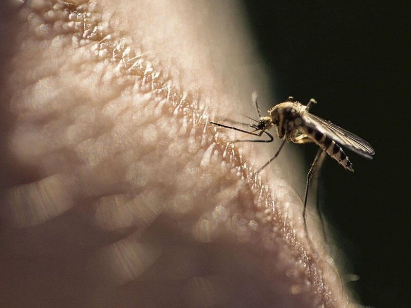 Комахи облітатимуть ваш будинок стороною. Як без допомоги хімічних засобів позбутися комарів і мошок у будинку